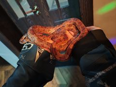 -抱暴龙爬宠·异宠·撸宠撸爬主题馆(大学路店)