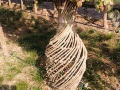 -武汉紫薇都市田园