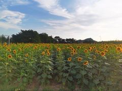-光明小镇欢乐田园