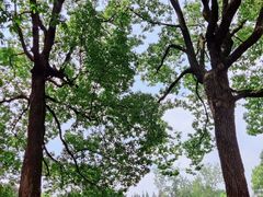 -上海共青森林公园