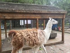 -长白岛森林公园