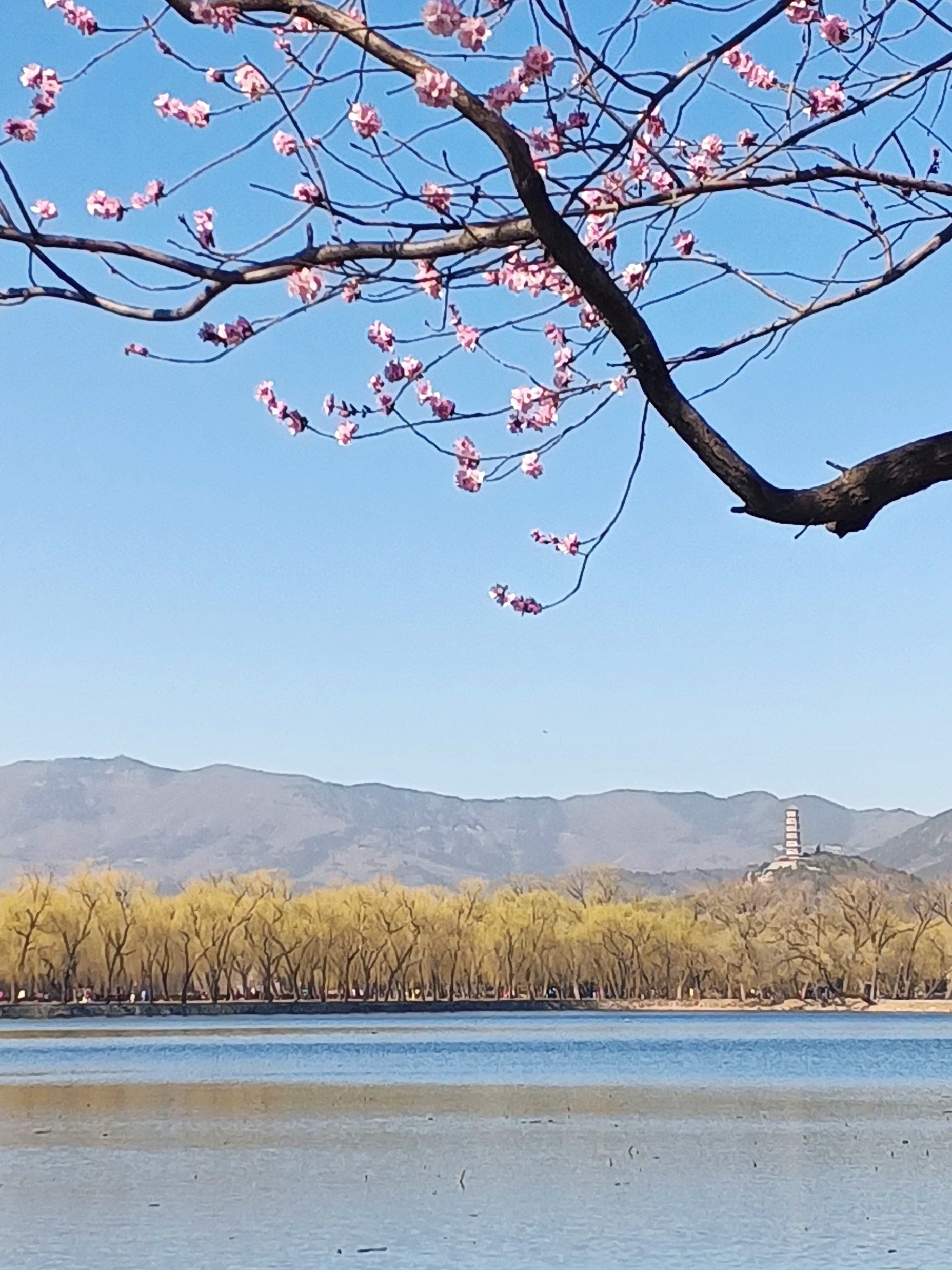 北京追花实况播报:3月20日颐和园西堤山桃花开了.