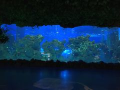 -芜湖新华联大白鲸海洋公园