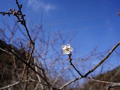 -广州市流溪河国家森林公园