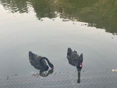 -西双版纳原始森林公园