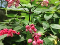 -中国科学院华南植物园