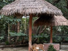 -深圳野生动物园