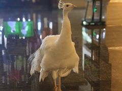-西双版纳融创皇冠假日度假酒店