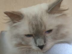 -MOCHA明星猫咖(田子坊店)