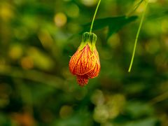 -中国科学院华南植物园