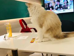 -飞行喵MR PILOT|猫舍·猫咖(静安大融城店)