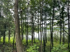 -溱湖国家湿地公园