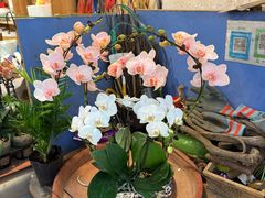 -双季花艺园艺市场(浦东店)