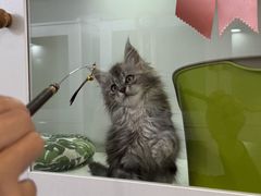 -青奢宠物·青奢猫舍