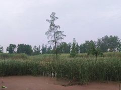 -金银湖国家城市湿地公园