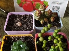 -甜心庄园·甜心草莓采摘园(西青中北店)