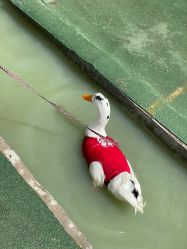 -上美四季动物农场