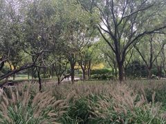 -莲花池公园