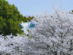 -上海共青森林公园