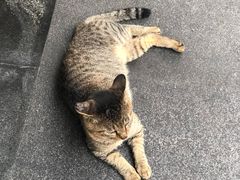 -洪齐林老镇