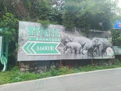 -野象谷景区