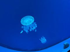 -福州罗源湾海洋世界旅游区