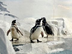 -上海海洋水族馆