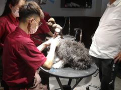 -宠物家(角门东店)