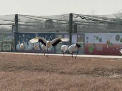 -盐城丹顶鹤湿地生态旅游区