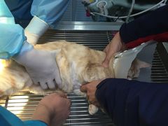 -纳吉亚猫专科动物诊疗中心(蒋宅口分院)