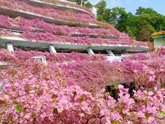 -深圳仙湖植物园