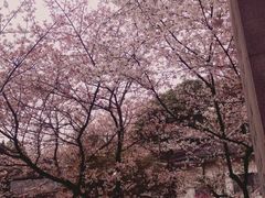 -武汉大学-樱园