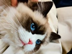 -东方名猫馆·英短金渐层布偶猫舍(环线广场1号楼店)