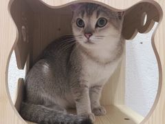 -猫色咖啡·猫咖