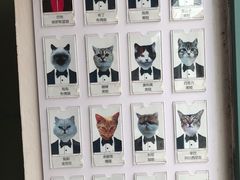 -喵屿·大理花园猫咖