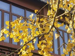-东山雕花楼