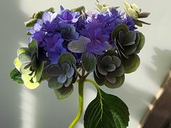 -循礼门鲜花花市(武汉循礼门店)