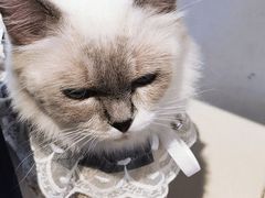 -怪兽屋·羊驼·猫咖·狗咖(俊华广场店)