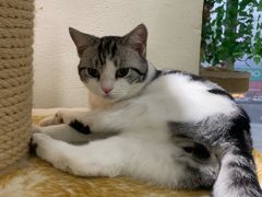 -藏猫猫咖啡主题馆(中央大道店)