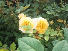 -桐园果汇(湖贝店)