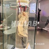 佛山探店｜整颗人参面膜焕肤spa❗️❗️『华库HK.LAB』