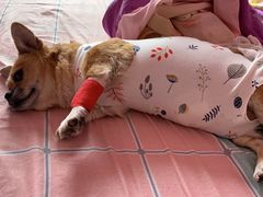 -宠爱国际动物医院· 猫科· 外科·中兽医(长白店)