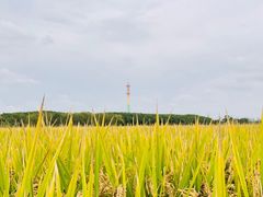 -嘉北郊野公园