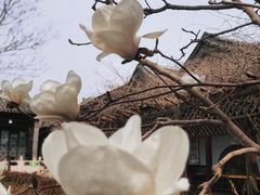 -杨柳青古镇
