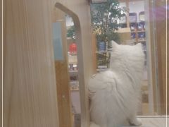 -屋虎猫馆(宝安大仟里店)