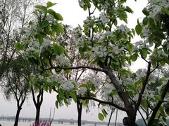 -丁香湖公园