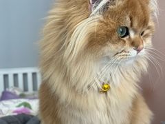-欣宠猫屋·矮脚拿破仑·蓝金金渐层