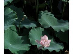 -荔湾湖公园