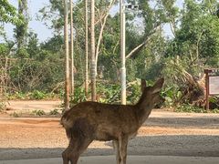 -海南热带野生动植物园
