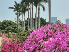 -莲花山公园